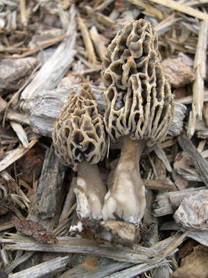 Morchella rufobrunnea